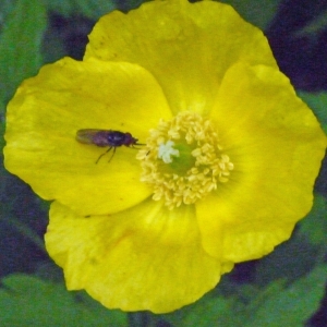 Photographie n°166689 du taxon Meconopsis cambrica (L.) Vig.