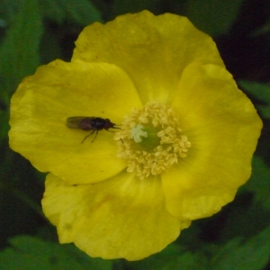 Photographie n°166690 du taxon Meconopsis cambrica (L.) Vig.