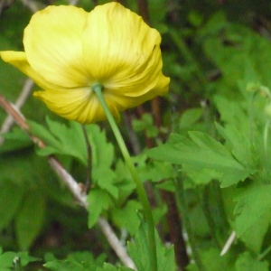 Photographie n°166692 du taxon Meconopsis cambrica (L.) Vig.