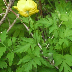 Photographie n°166693 du taxon Meconopsis cambrica (L.) Vig.