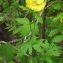  Liliane Roubaudi - Meconopsis cambrica (L.) Vig.