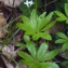  Liliane Roubaudi - Galium odoratum (L.) Scop. [1771]