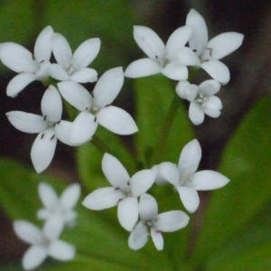 Photographie n°166703 du taxon Galium odoratum (L.) Scop. [1771]