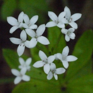 Photographie n°166704 du taxon Galium odoratum (L.) Scop. [1771]