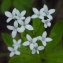  Liliane Roubaudi - Galium odoratum (L.) Scop. [1771]