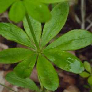 Photographie n°166705 du taxon Galium odoratum (L.) Scop. [1771]