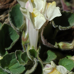 Antirrhinum asarina L. (Asarine couchée)