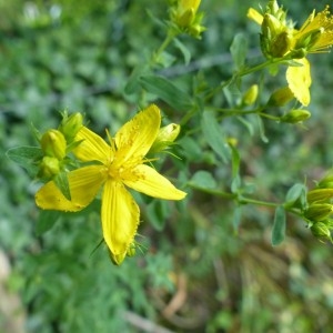 Photographie n°166711 du taxon Hypericum perforatum L. [1753]
