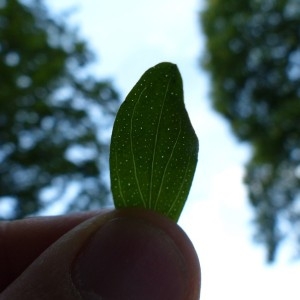 Photographie n°166712 du taxon Hypericum perforatum L. [1753]
