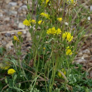 Photographie n°166716 du taxon Crepis bursifolia L. [1753]