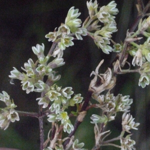 Photographie n°166718 du taxon Scleranthus perennis L. [1753]