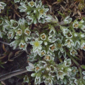 Photographie n°166725 du taxon Scleranthus perennis L. [1753]