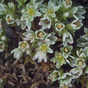 Photographie n°166728 du taxon Scleranthus perennis L. [1753]