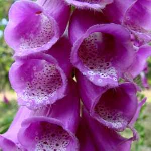  - Digitalis purpurea L. [1753]