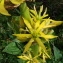  Françoise Peyrissat - Gentiana lutea L. [1753]