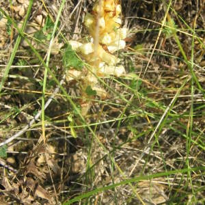 Photographie n°166758 du taxon Orobanche lutea Baumg. [1816]