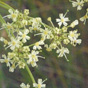 Photographie n°166759 du taxon Heracleum sibiricum L. [1753]