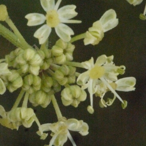 Photographie n°166761 du taxon Heracleum sibiricum L. [1753]