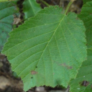 Photographie n°166771 du taxon Corylus avellana L.