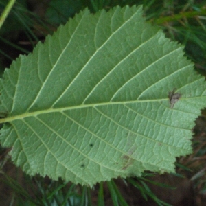 Photographie n°166773 du taxon Corylus avellana L.