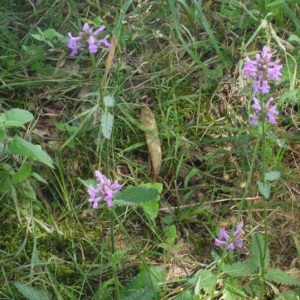 Photographie n°166781 du taxon Stachys officinalis (L.) Trévis. [1842]