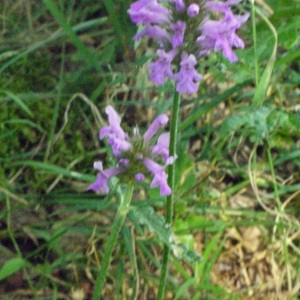 Photographie n°166782 du taxon Stachys officinalis (L.) Trévis. [1842]