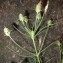  Claire Rigoulat - Plantago scabra subsp. scabra