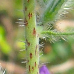 Photographie n°166799 du taxon Echium vulgare L. [1753]