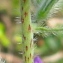  camille ACEDO - Echium vulgare L. [1753]