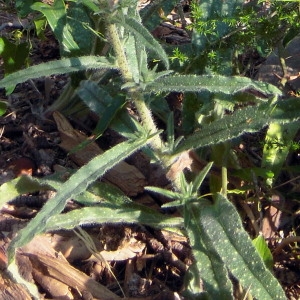 Photographie n°166806 du taxon Echium vulgare L. [1753]