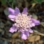  camille ACEDO - Scabiosa columbaria L. [1753]