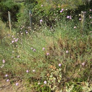  - Centaurea intybacea Lam. [1785]