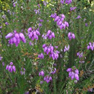 Photographie n°166824 du taxon Erica cinerea L.