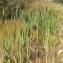  Jean-Claude Echardour - Typha latifolia L. [1753]