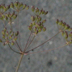 Photographie n°166871 du taxon Carum verticillatum (L.) W.D.J.Koch [1824]