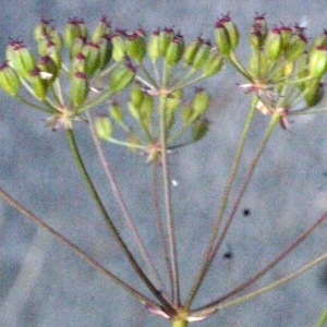 Photographie n°166872 du taxon Carum verticillatum (L.) W.D.J.Koch [1824]