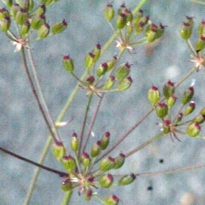 Photographie n°166875 du taxon Carum verticillatum (L.) W.D.J.Koch [1824]