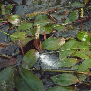 Photographie n°166876 du taxon Potamogeton polygonifolius Pourr. [1788]