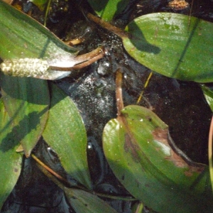 Photographie n°166879 du taxon Potamogeton polygonifolius Pourr. [1788]