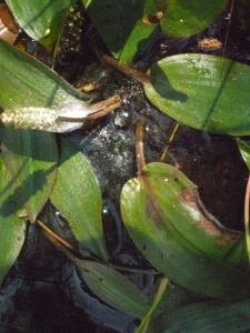 Liliane Roubaudi, le 10 juillet 2013 (Saint-Gérons (Marais du Puy du Lac))