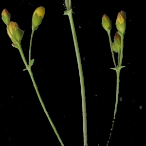 Photographie n°166887 du taxon Hypericum pulchrum L. [1753]