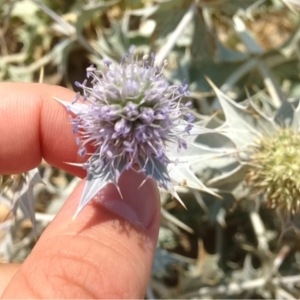 Photographie n°166920 du taxon Eryngium maritimum L. [1753]