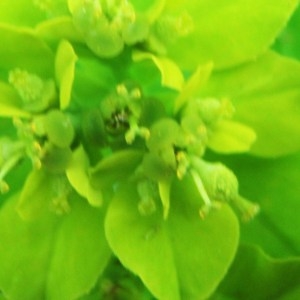 Photographie n°166926 du taxon Euphorbia verrucosa sensu auct. plur.
