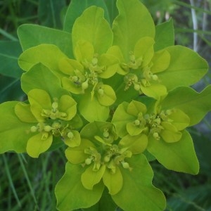 Photographie n°166927 du taxon Euphorbia verrucosa sensu auct. plur.