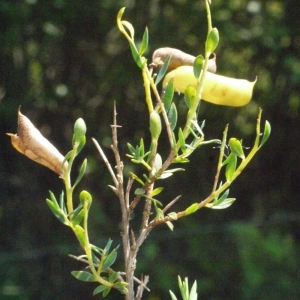 Photographie n°166933 du taxon Genista anglica L. [1753]