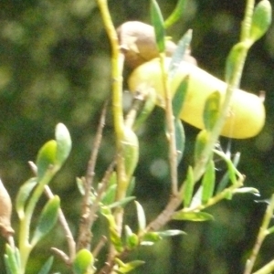 Photographie n°166935 du taxon Genista anglica L. [1753]