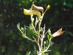 Liliane Roubaudi, le 10 juillet 2013 (Saint-Gérons (Marais du Puy du Lac))
