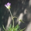  Liliane Roubaudi - Geranium columbinum L.