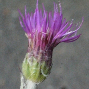 Photographie n°166945 du taxon Cirsium dissectum (L.) Hill [1768]