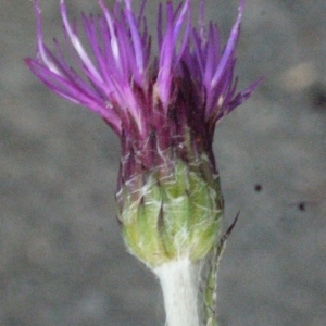 Photographie n°166946 du taxon Cirsium dissectum (L.) Hill [1768]